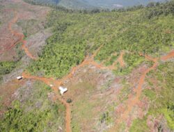 Satgas PKH Diminta Turun Tangan, Ilegal Logging Diduga Babat Hutan Lindung di Kolaka Utara