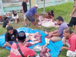 Tiga Sapi Kurban PT Toshida Indonesia Disalurkan untuk Penerima Manfaat di Kolaka